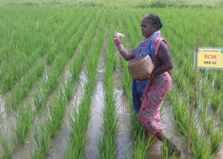 <strong>There is a Looming Food Crisis- Women Rice Farmers Warn, Appeal for Support from Gov’t</strong> 1 There is a Looming Food Crisis- Women Rice Farmers Warn, Appeal for Support from Gov’t