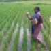 There is a Looming Food Crisis- Women Rice Farmers Warn, Appeal for Support from Gov’t