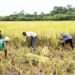 Ex Deputy Agric Minister Warns Government on Ghana-Thai Rice Project 12 rice