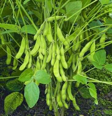 100 hs272 shop 360 garden original imafyt4reuhczmsh