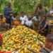Cocoa formers will now enjoy pension after retirement