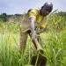 <strong>A Five-Year $32.53 million SAPIP Project Launched to Boost Food Production in the North</strong> 13 A Five-Year $32.53 million SAPIP Project Launched to Boost Food Production in the North