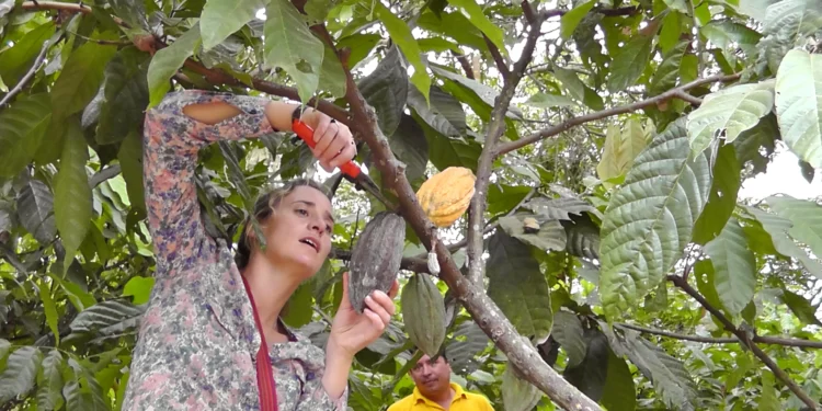 Cocoa Farmers Urged To Adopt The Horticultural Practice of Pruning In Their Activities