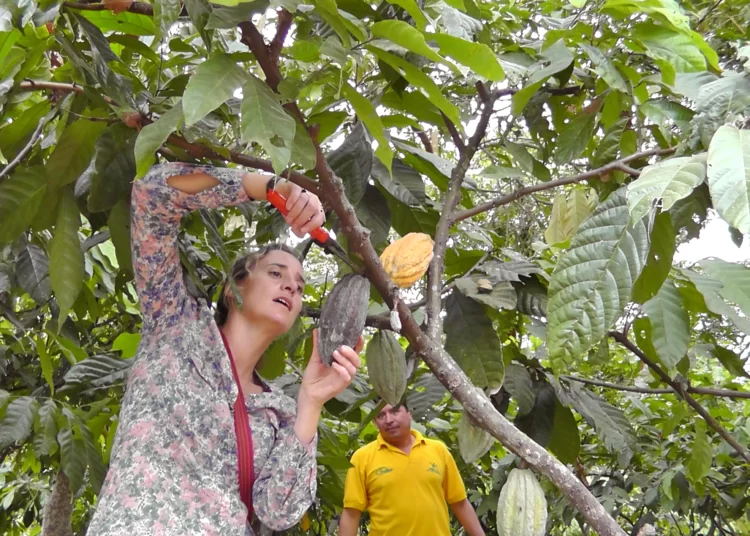 Cocoa Farmers Urged To Adopt The Horticultural Practice of Pruning In Their Farm Activities 1 Cocoa Farmers Urged To Adopt The Horticultural Practice of Pruning In Their Activities