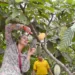 Cocoa Farmers Urged To Adopt The Horticultural Practice of Pruning In Their Activities