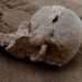 Ancient Stone Discovered In Kenya Made By The Earliest Human Cousin 12 Ancient Stone Discovery In Kenya Fuels Mystery Of Who Made The Earliest Tools