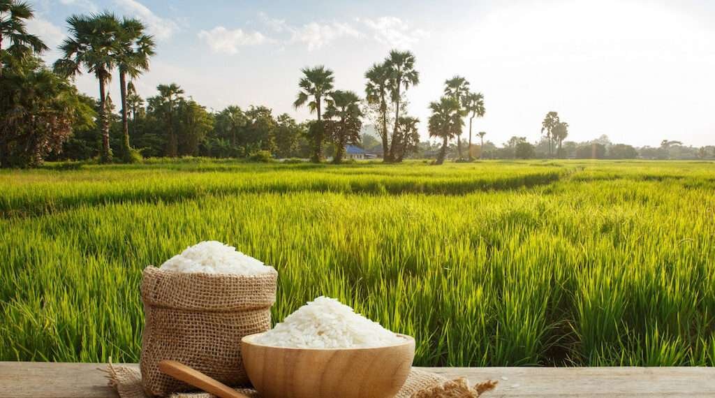 Agric Ministry Urged To Focus On Local Rice Production, As Rice Import Bill Hits GH¢6.8bn 1 Agric Ministry Urged To Focus On Local Rice Production As Rice import bill hits GH¢6.8bn