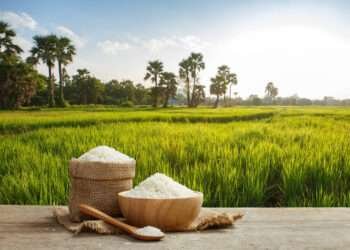 Agric Ministry Urged To Focus On Local Rice Production, As Rice Import Bill Hits GH¢6.8bn 1 Agric Ministry Urged To Focus On Local Rice Production As Rice import bill hits GH¢6.8bn