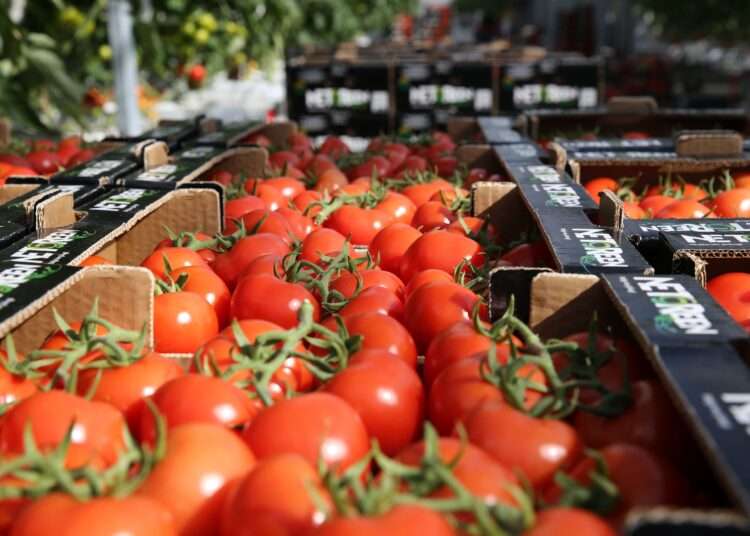 Ghanaian produced tomatoes, ready for export