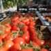Ghanaian produced tomatoes, ready for export