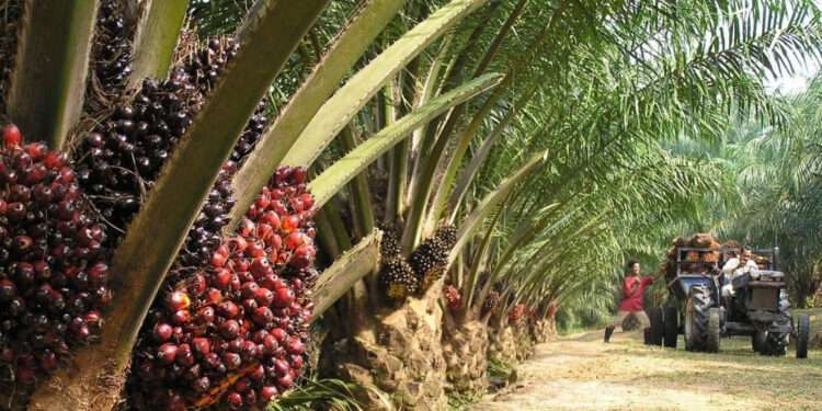 BOPP Releases Its Abridged Report, Makes Significant Gains 1 minister calls for establishment of palm oil development board 1 1 1