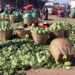 Farmers Urged To Engage In Safe Agricultural Practices To Avert Post-Harvest Losses 13 file photo.