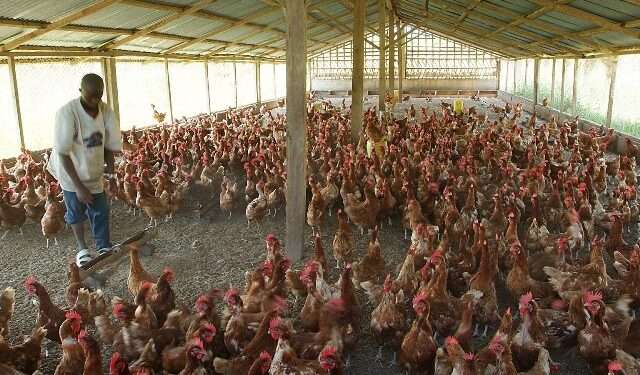 Rearing For Food And Jobs: MOFA Supports Two Poultry Farms To Scale Up Production