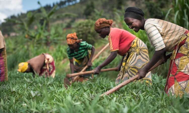 Peasant Farmers Urge Mahama to Prioritize Agriculture with Dynamic Leadership 1 Peasant Farmers Urge Mahama to Prioritize Agriculture with Dynamic Leadership