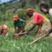 Peasant Farmers Urge Mahama to Prioritize Agriculture with Dynamic Leadership