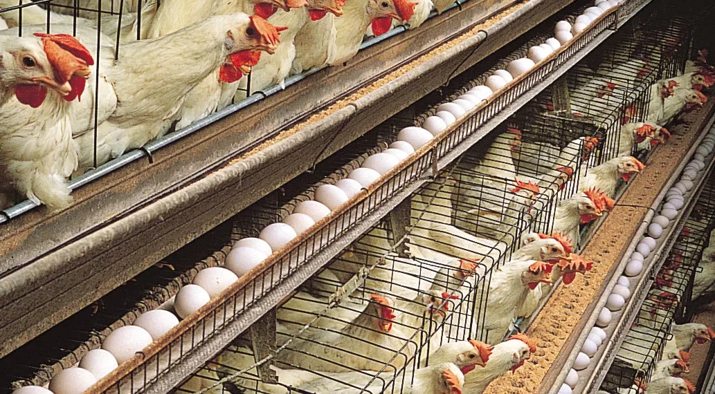 Government Pledges To Revamp Poultry Industry With $541 Million Investment