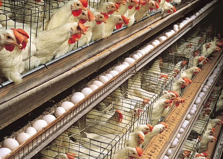 Government Pledges To Revamp Poultry Industry With $541 Million Investment 1 Government Pledges To Revamp Poultry Industry With $541 Million Investment