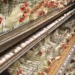 Government Pledges To Revamp Poultry Industry With $541 Million Investment