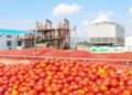 Hope Beckon The Tomato Industry As GB Foods Plans To Invest US$70million For Major Boost