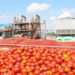 Hope Beckons The Tomato Industry As GB Foods Plans To Invest US$70million For Major Boost 14 Hope Beckon The Tomato Industry As GB Foods Plans To Invest US$70million For Major Boost