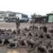 <strong>Military Brutality: What To Do If Caught Up In Security Swoops</strong> 13 Victims of the military brutalities in Ashaiman herded together, beaten and forced to roll and exercise in mud.