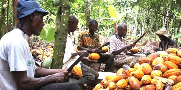Cocoa farming in Ghana