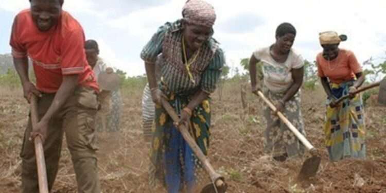 Smallholder Farmers Must Move from Peasant to Industrial- Dean of DIPC