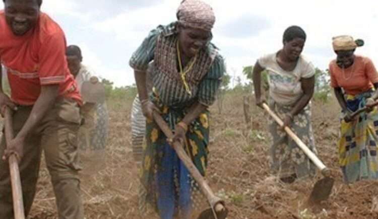 Smallholder Farmers Must Move from Peasant to Industrial- Dean of DIPC
