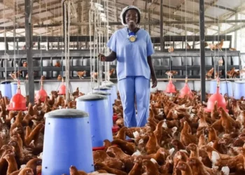 Poultry farming in Ghana