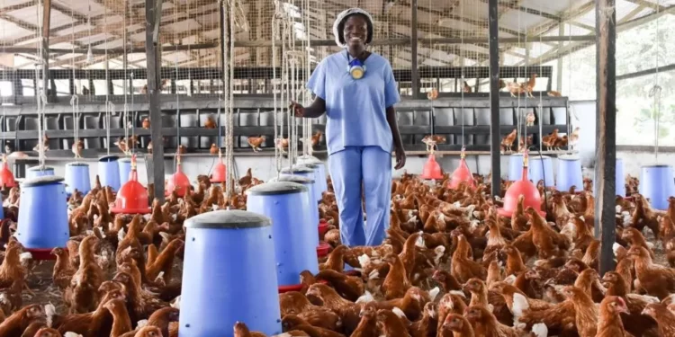 GAPFA Bemoans Challenges Accessing Funds From Banks For Its Operations 1 Poultry farming in Ghana