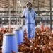 Poultry farming in Ghana