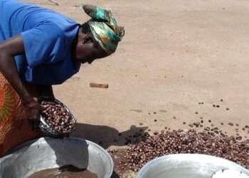 Ghana Sets $640 Million Shea Revenue Target as 24-Hour Economy Policy Powers Agricultural Expansion