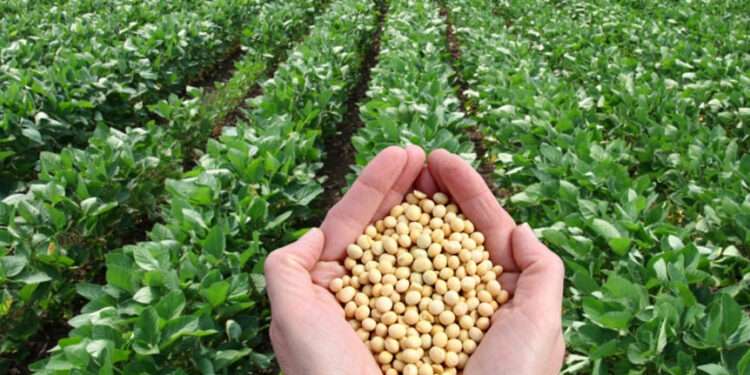 Soya Value Chain Association of Ghana Holds Stakeholders Consultative Meeting to Restructure Trades 1 78669e53 ccb6 46dd 8812 d11db6b4d77a soya bean field 1200x675 1