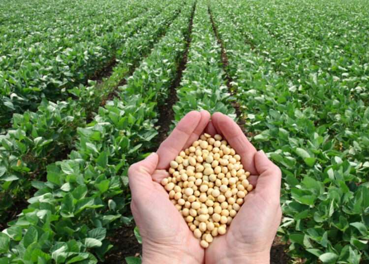 Soya Value Chain Association of Ghana Holds Stakeholders Consultative Meeting to Restructure Trades 1 78669e53 ccb6 46dd 8812 d11db6b4d77a soya bean field 1200x675 1