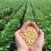 78669e53 ccb6 46dd 8812 d11db6b4d77a soya bean field 1200x675 1