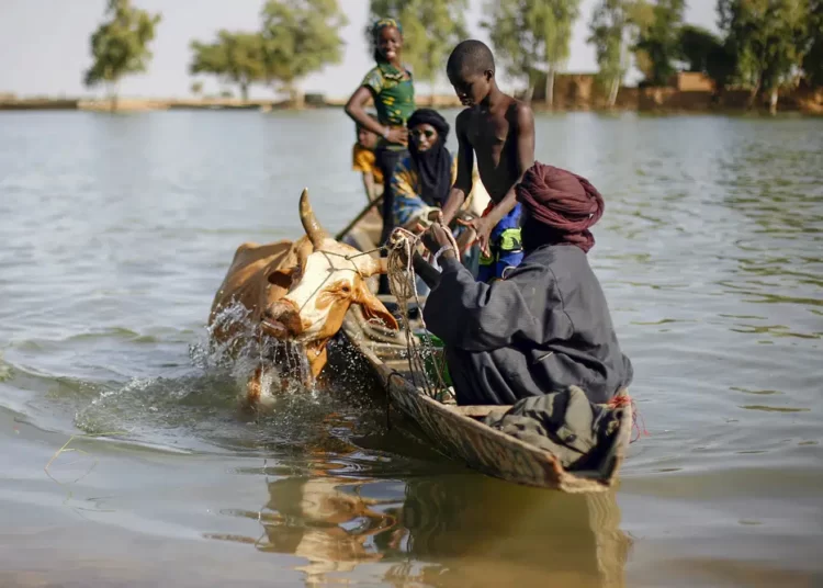 <strong>Cattle Raiding Soars Higher In Mali</strong> 1 Cow drink