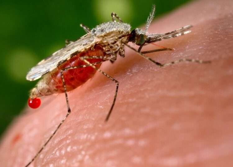 Greater Accra Records Lowest Prevalence Of Malaria- GSS 1 (file photo)
