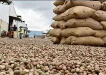 Unchecked Raw Cashew Exports Threaten Jobs and Undermine 24-Hour Economy Policy – ACPG Raises Alarm