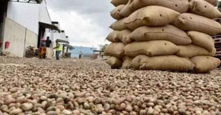 Unchecked Raw Cashew Exports Threaten Jobs and Undermine 24-Hour Economy Policy – ACPG Raises Alarm