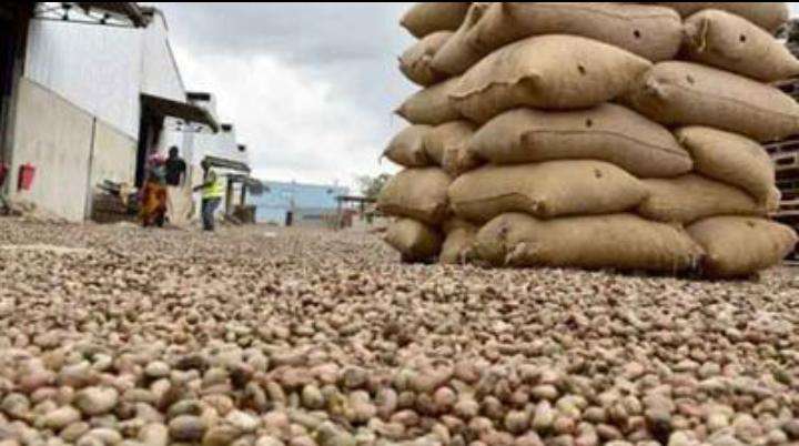 <strong>Best farmer Calls on Government to Address Unstable Cashew Prices </strong> 2 cashew prices