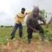 Stakeholders Call for Urgent Review of Agriculture Policies in the Country 12 download 16