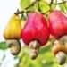 <strong>Best farmer Calls on Government to Address Unstable Cashew Prices </strong> 11 Best farmer Calls on Government to Address Unstable Cashew Prices