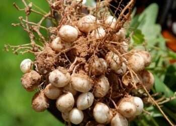 e5ed18ad fa67 4fd8 b71b f0ee84f8c420bambara nuts in a pod smaller 2