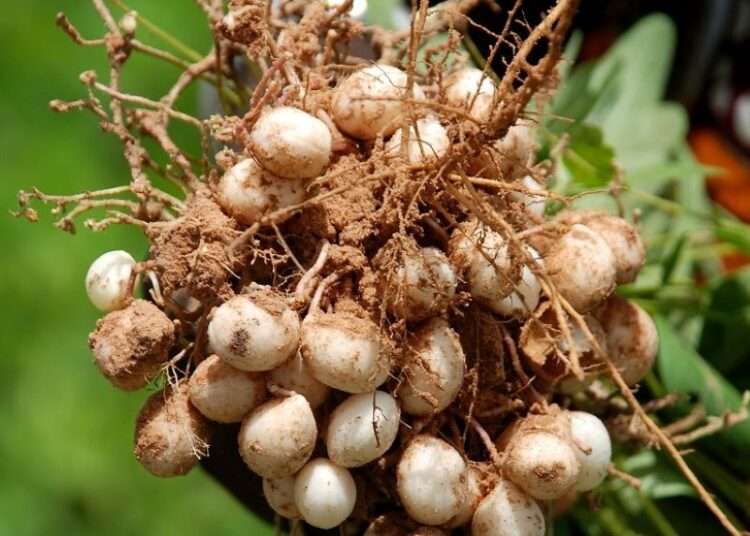 <strong>Africa’s ‘Forgotten’ Food Crops Key to Supporting Climate-Resilient And Profitable Food Systems- Gus Le Breton</strong> 1 e5ed18ad fa67 4fd8 b71b f0ee84f8c420bambara nuts in a pod smaller 2