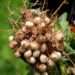 <strong>Africa’s ‘Forgotten’ Food Crops Key to Supporting Climate-Resilient And Profitable Food Systems- Gus Le Breton</strong> 12 e5ed18ad fa67 4fd8 b71b f0ee84f8c420bambara nuts in a pod smaller 2