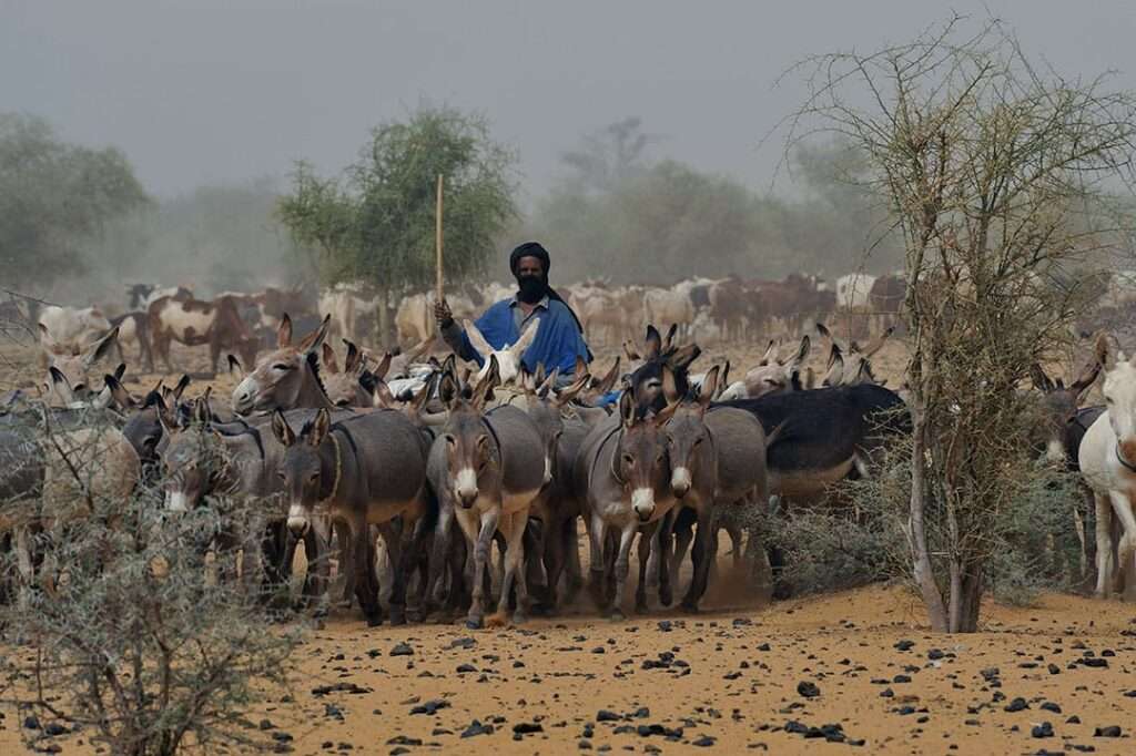 fulani 2