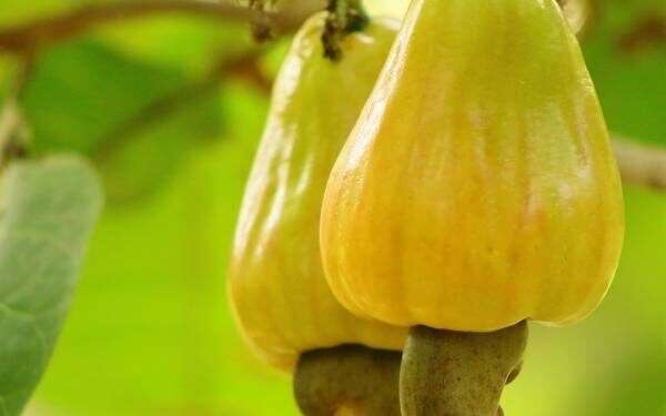 <strong>Cashew Watch Ghana Receives GH¢348,561.00 Grant from Star Ghana Foundation To Build Capacities of Cashew Farmers</strong> 1 g2