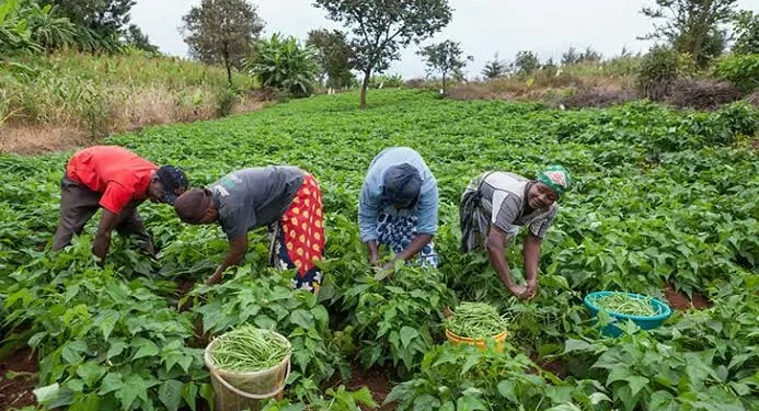 PFJ: MoFA Suspends Flagship Farming Subsidy Programme 1 PFJ: MoFA Suspends Flagship Farming Subsidy Programme