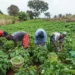 PFJ: MoFA Suspends Flagship Farming Subsidy Programme 12 PFJ: MoFA Suspends Flagship Farming Subsidy Programme