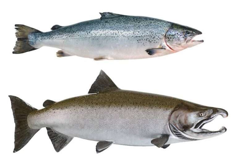 Atlantic and Pacific whole salmon 1024x683 1